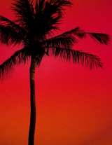 Good Morning Old Goa