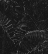 Iryt by Irene Tondelli Forest 02 Zoom