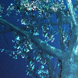Blue Blossom