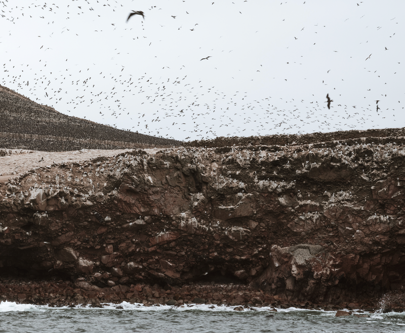 Iryt by Irene Tondelli Birds Zoom