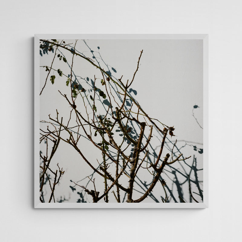 Sebastian Steimel Habitat 1 Frame White Weiß