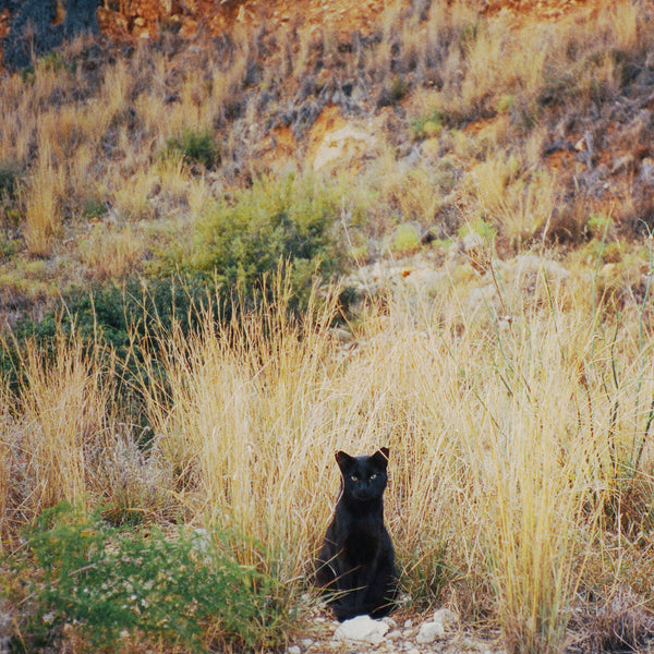 Vera Landmann Kitty Zoom