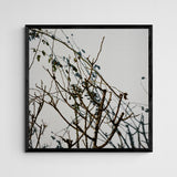 Sebastian Steimel Habitat 1 Frame Black Schwarz
