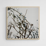 Sebastian Steimel Habitat 1 Frame Wood Holz