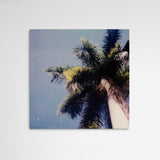 Daniela Torres Miami Palmtree Main Image Square