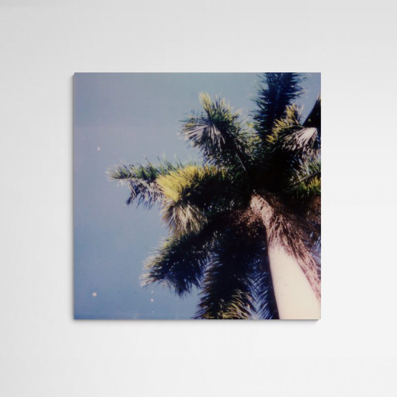 Daniela Torres Miami Palmtree Main Image Square