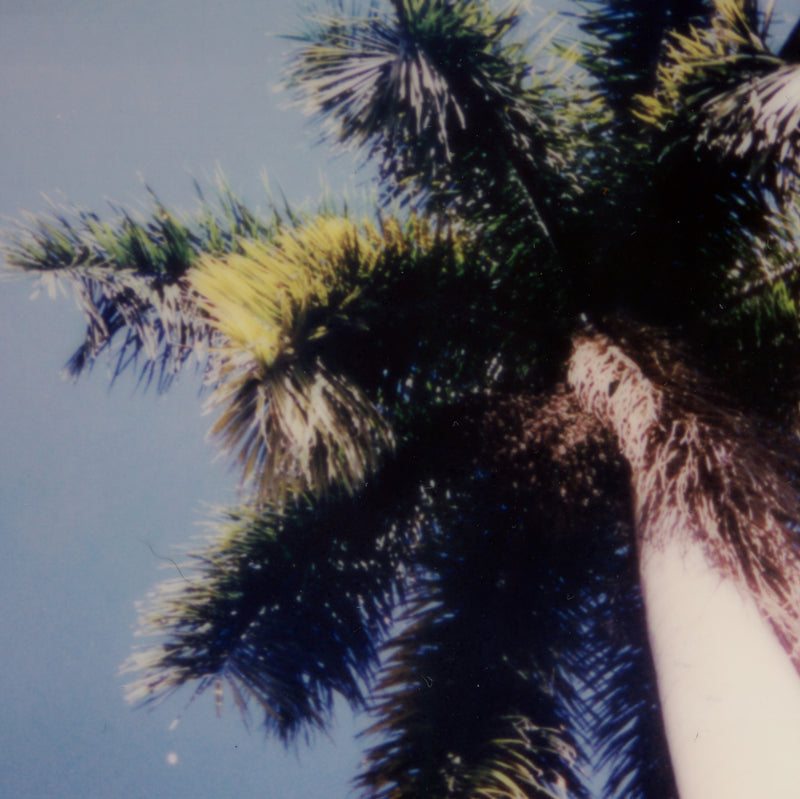 Daniela Torres Miami Palmtree Zoom