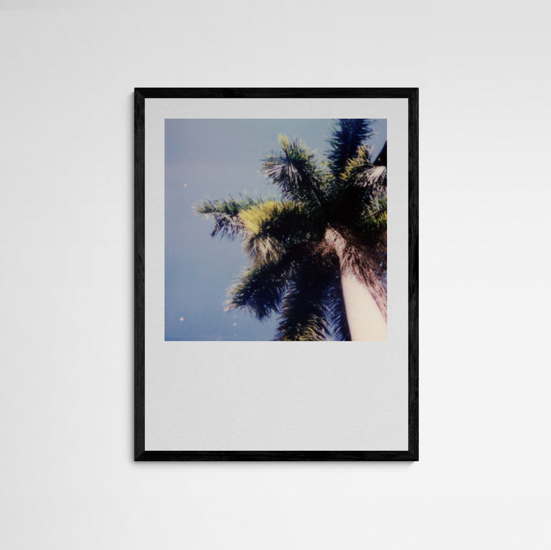 Daniela Torres Miami Palmtree Frame Black Schwarz