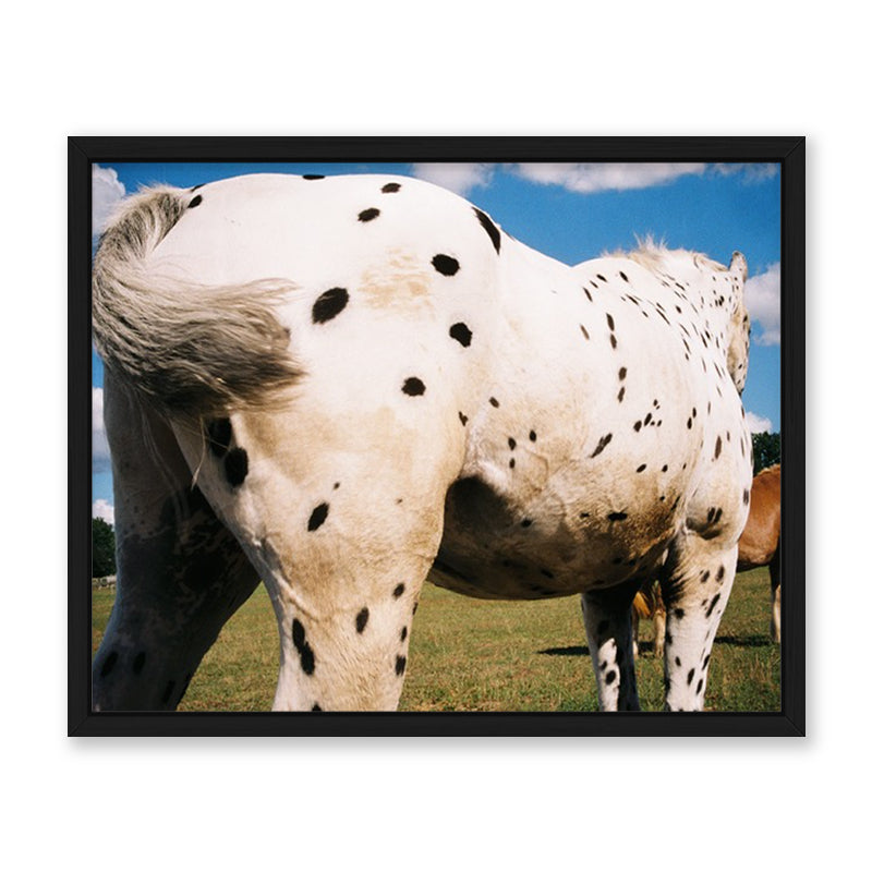 Veronika Natter Pferde Schulze Kunst100 Schwarz
