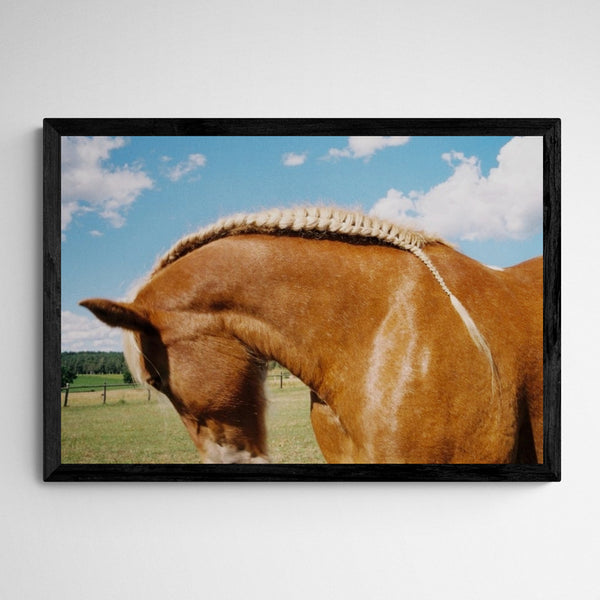 Kunst100 Veronika Natter Pferde Schulze #2 Frame Black Schwarz Schwarz