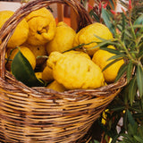 Vera Landmann Limoni Zoom