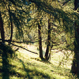 Giulia Artusa deer watching Kunst100 Zoom