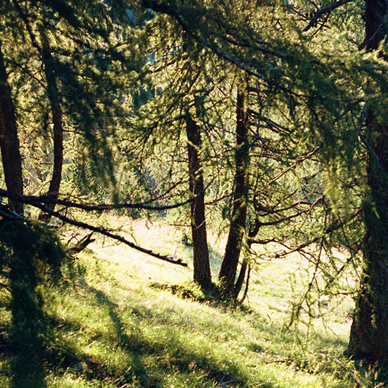 Giulia Artusa deer watching Kunst100 Zoom