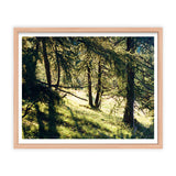 Giulia Artusa deer watching Kunst100 Fichte