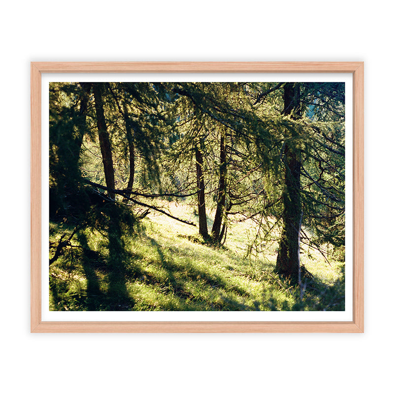 Giulia Artusa deer watching Kunst100 Fichte