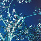 Louis Hein Blue Blossom Kunst100