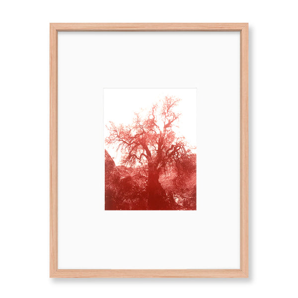 ANNAMARIAANGELIKA Tree Huaraz rot series Kunst100 Fichte
