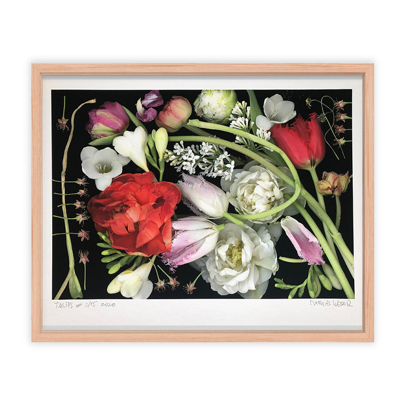 Matthias Weber Tulips Kunst100 Fichte